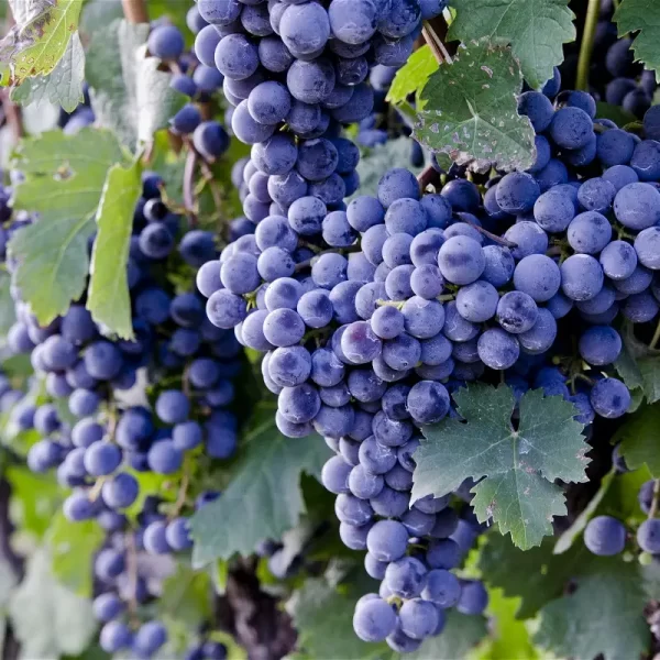 Grapes